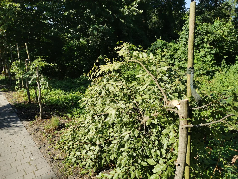 Szedł z piłą przez międzyrzecki park, ściął około 30 drzewek - Zdjęcie główne