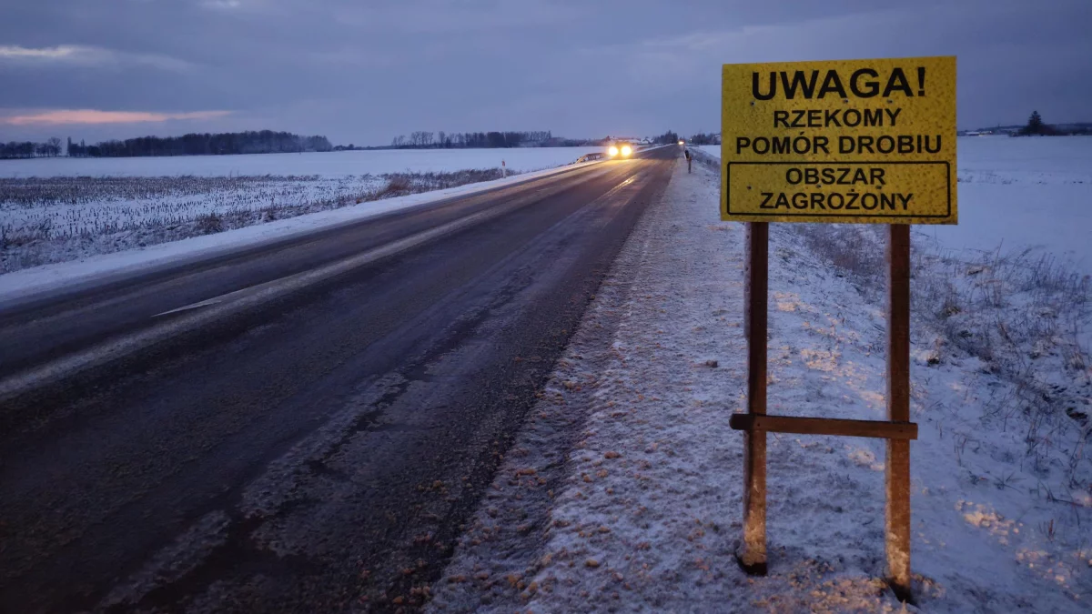 Koniec działań związanych z rzekomym pomorem drobiu - Zdjęcie główne