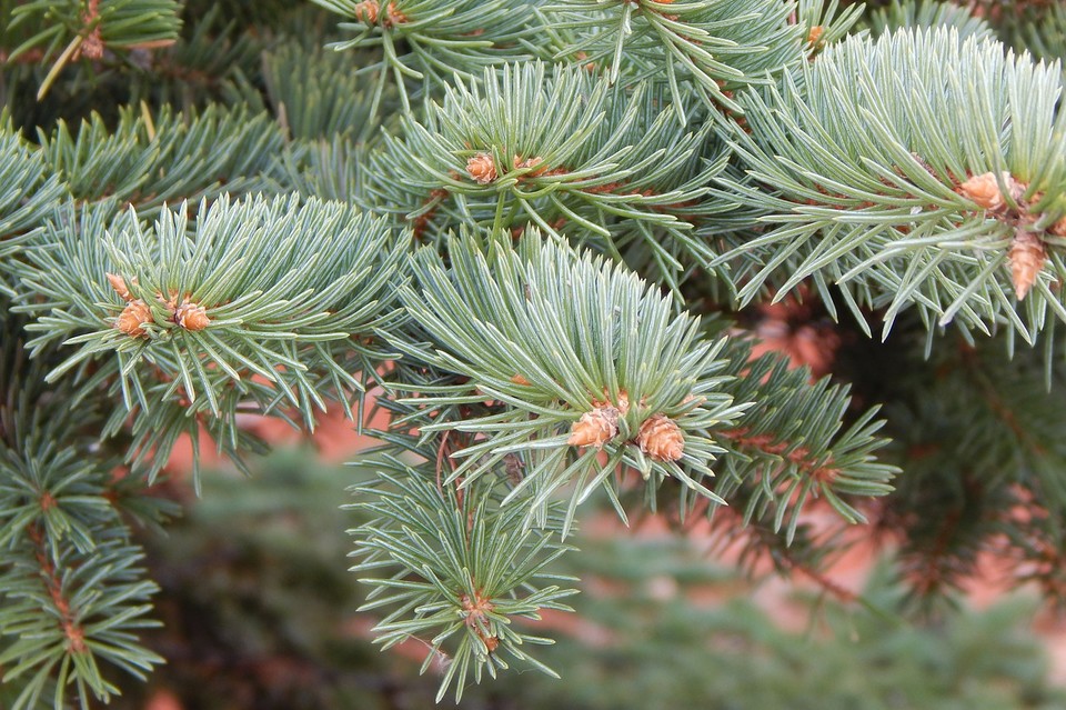 Po choinkę - z rodziną do lasu - Zdjęcie główne