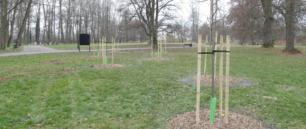 Opole Lubelskie: Park Miejski z nowymi nasadzeniami - Zdjęcie główne