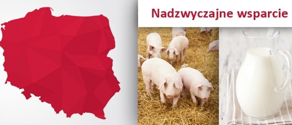 Nadzwyczajne wspracie w sektorze mleka i wieprzowiny - Zdjęcie główne