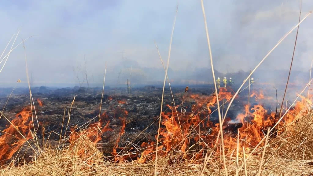 Wólka Komaszycka: Pożar suchej trawy i trzciny (FOTO) - Zdjęcie główne