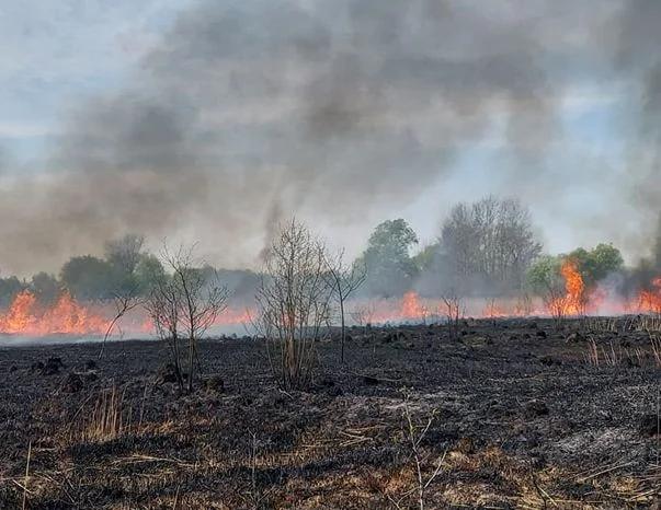 Ogromny pożar niedaleko Opola Lubelskiego. Na miejscu 13 zastępów straży - Zdjęcie główne