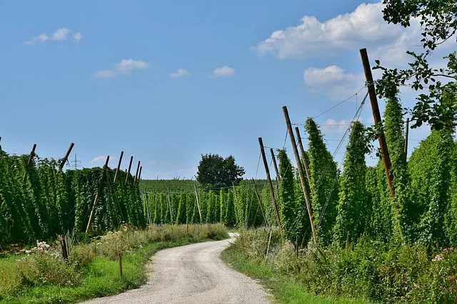 Gmina Wilków: Spotkanie producentów chmielu - Zdjęcie główne