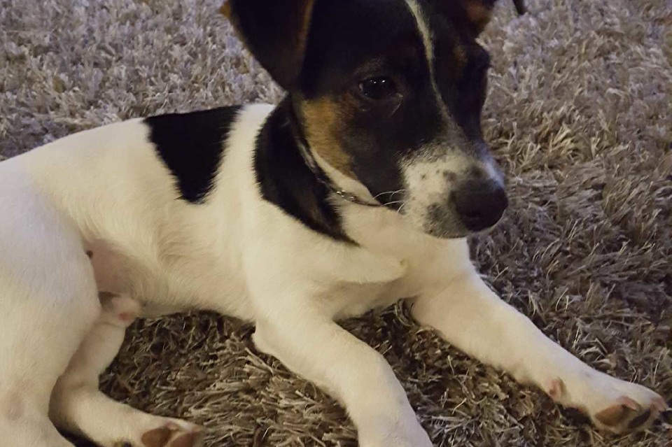 Opole Lubelskie: Zaginął Jack Russell Terrier - Zdjęcie główne