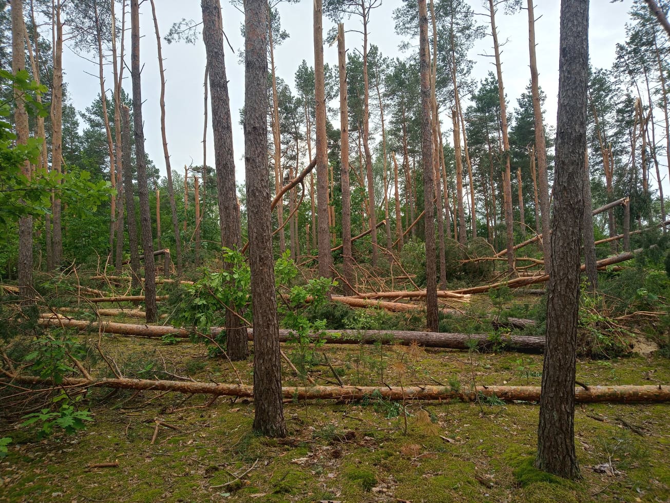 Powiat opolski: Leśnicy liczą straty po przejściu nawałnicy (ZDJĘCIA) - Zdjęcie główne