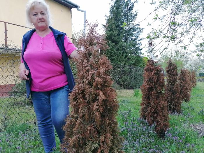 Tuje w ogrodzie uschły. Policja bada sprawę - Zdjęcie główne