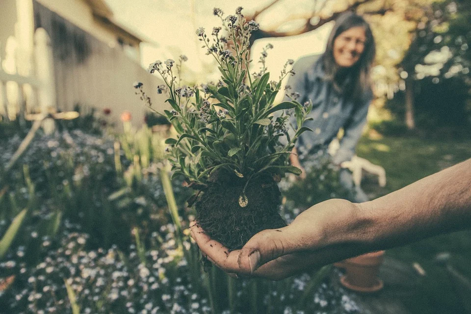 Trzy szkoły z mini ogrodami botanicznymi - Zdjęcie główne