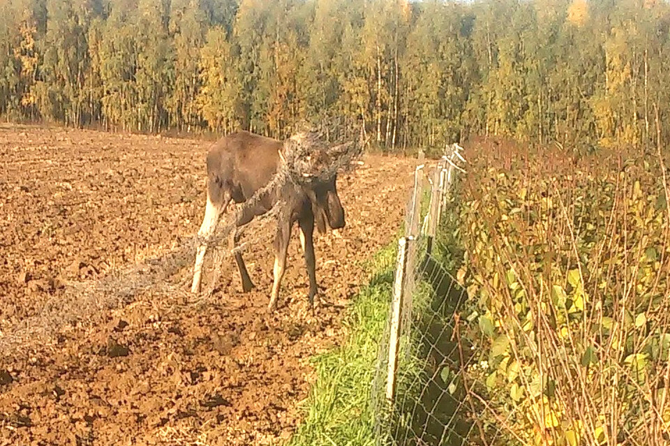 Łosie objadają sadowników - Zdjęcie główne