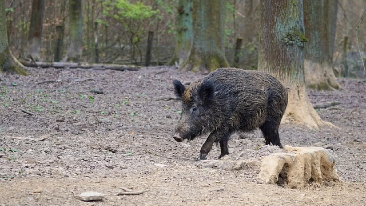 Gmina Józefów nad Wisłą: Będą szukać padłych dzików - Zdjęcie główne