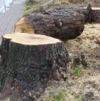 Gmina Sosnowica: awantura o wycięte drzewo. "Strasznie mnie wkurzyli" - Zdjęcie główne