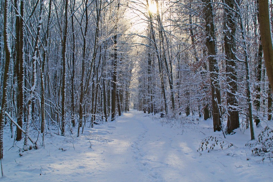 Gminy w skrócie - Podedwórze i Sosnowica - Zdjęcie główne