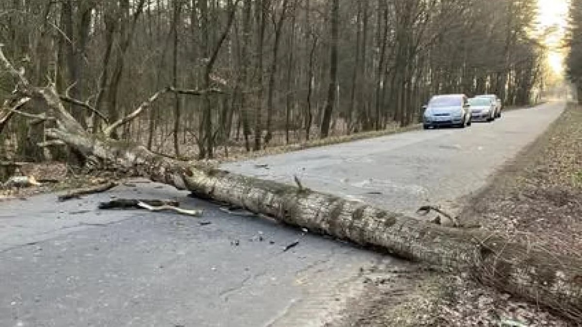 Powiat parczewski. Interwencja straży pożarnej w gminie Milanów - Zdjęcie główne