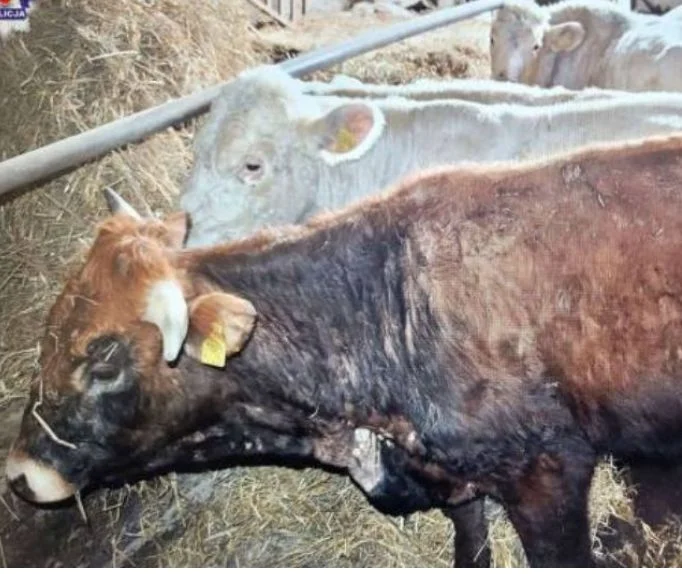 Martwe krowy na posesji w gminie Parczew. Ważna decyzja sądu - Zdjęcie główne