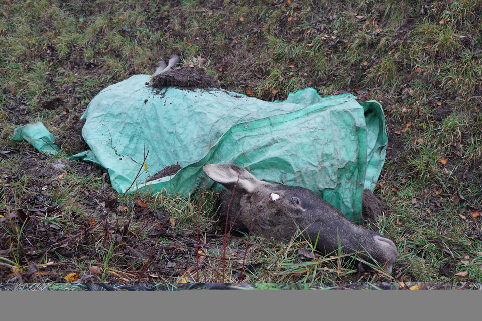 Dostali po 1200 zł grzywny za kradzież rogów łosia - Zdjęcie główne