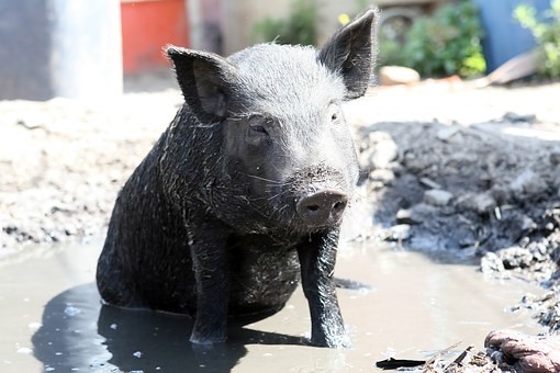 Nie ma mocnych na smród w mieście - Zdjęcie główne