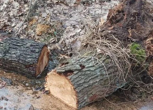 Powiat parczewski: wichura powaliła drzewo - Zdjęcie główne