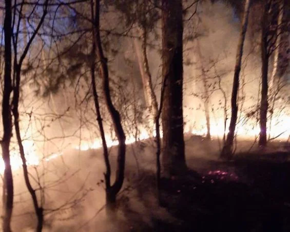 Powiat parczewski: groźny pożar lasu. Straty mogły być ogromne  - Zdjęcie główne