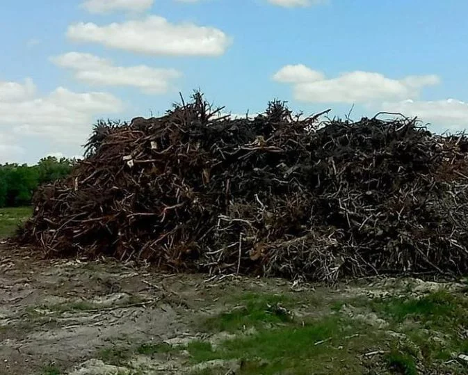 Gigantyczna wycinka drzew przy granicy powiatu parczewskiego - Zdjęcie główne