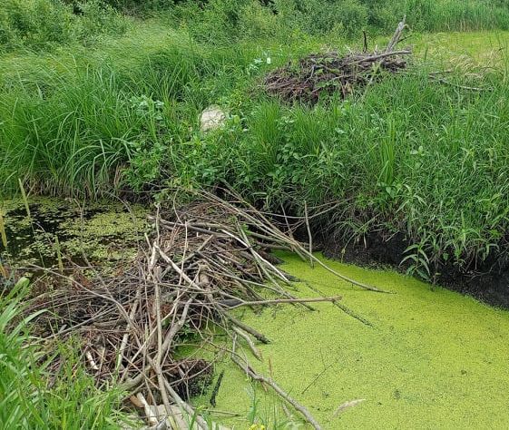 W Kodeńcu zapadł się mostek na rowie melioracyjnym. "Płacę podatki, a nie chcą mi zrobić dojazdu na łąkę" - Zdjęcie główne