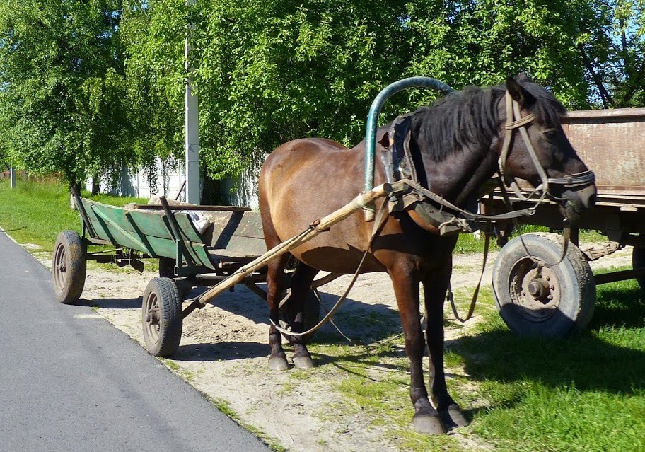 Uciekali furmanką przed Policją. Woźnica był pijany, koń trzeźwy  - Zdjęcie główne