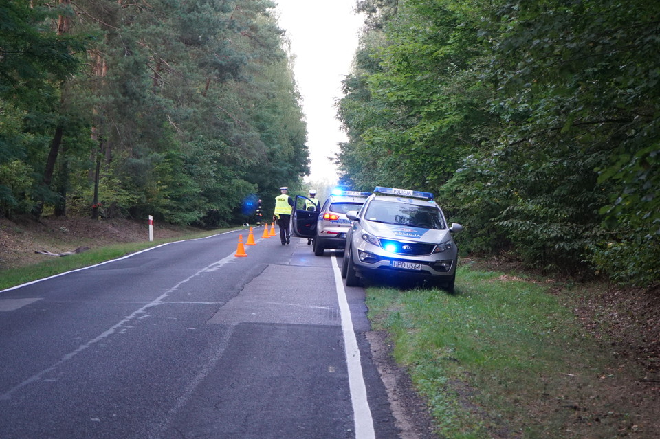 Motocyklista zmarł po zderzeniu z łosiem - Zdjęcie główne