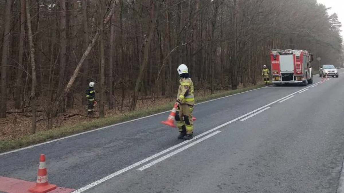 Powiat parczewski. Interwencja straży pożarnej na DW-814 - Zdjęcie główne