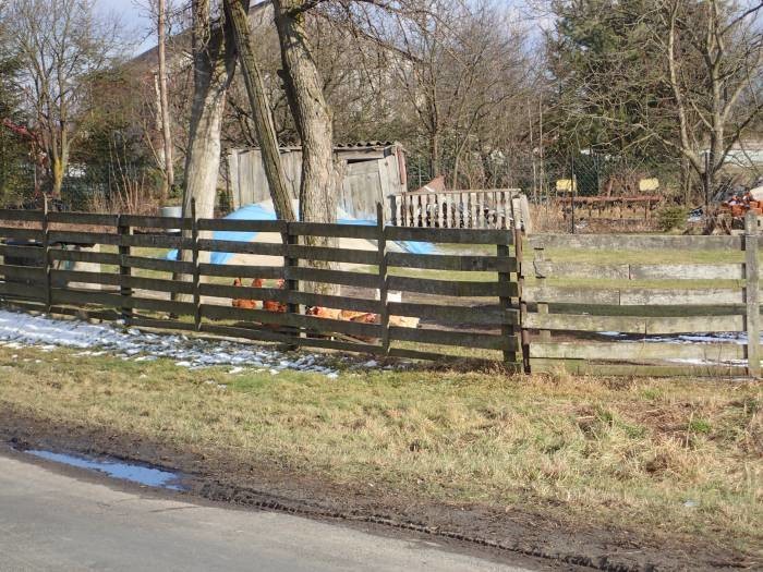 Kilka tysięcy kary za kury na podwórku - Zdjęcie główne