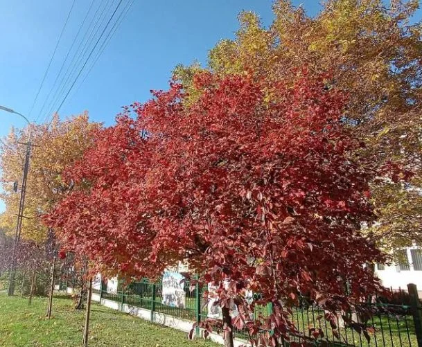 Cudowna jesień w powiecie parczewskim - Zdjęcie główne