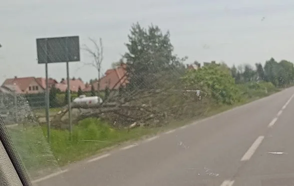 Powiat parczewski: wycięli 70 drzew pod budowę chodnika  - Zdjęcie główne