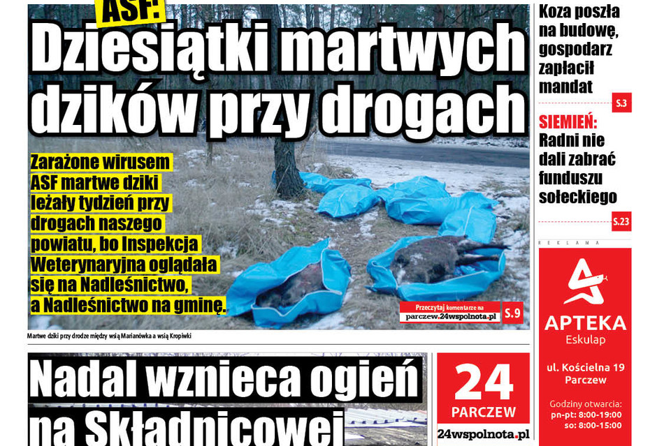 ASF, dziesiątki martwych dzików przy drogach - Zdjęcie główne