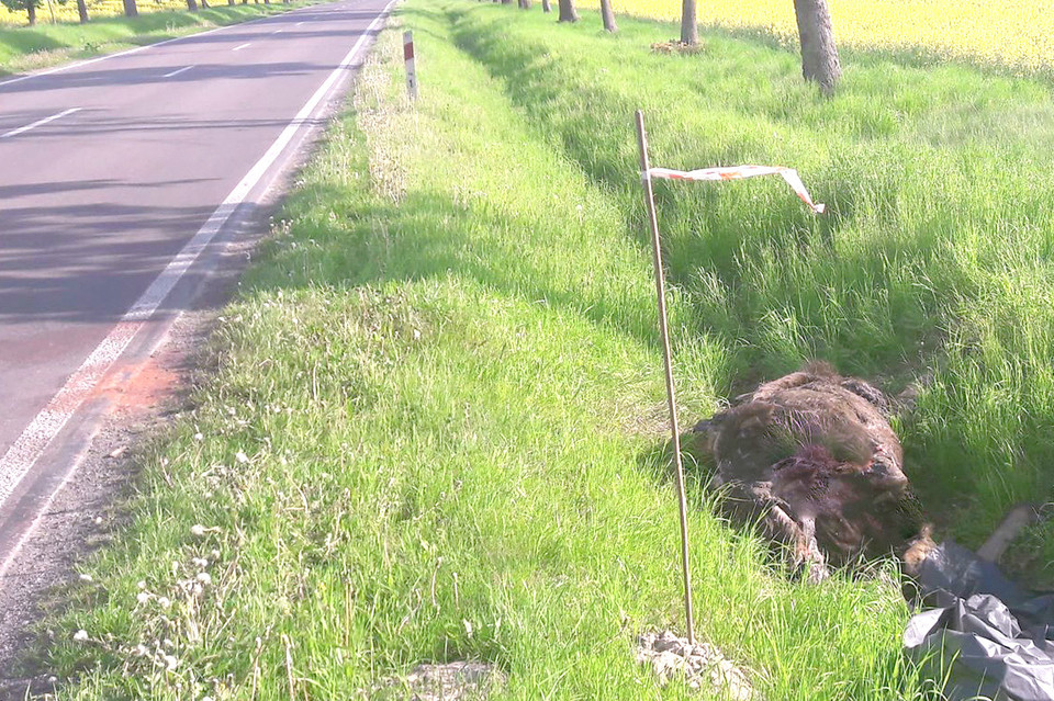 Rozkładający się łoś leżał kilka dni w rowie - Zdjęcie główne