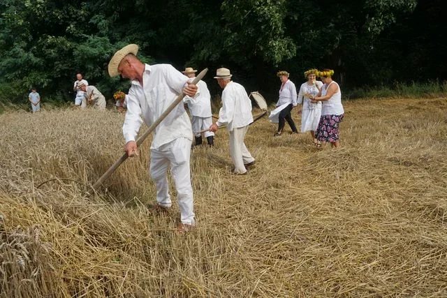 Bronice: Jak dawniej wyglądały żniwa? - Zdjęcie główne