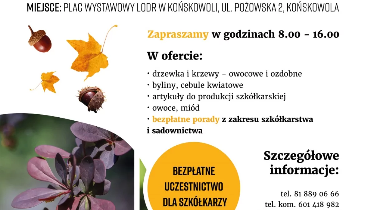 Jesienny kiermasz roślin i krzewów ozdobnych - Zdjęcie główne