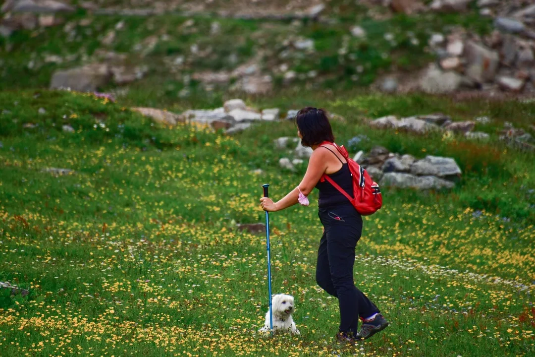 Puławski rajd nordic walking (program, zapisy) - Zdjęcie główne