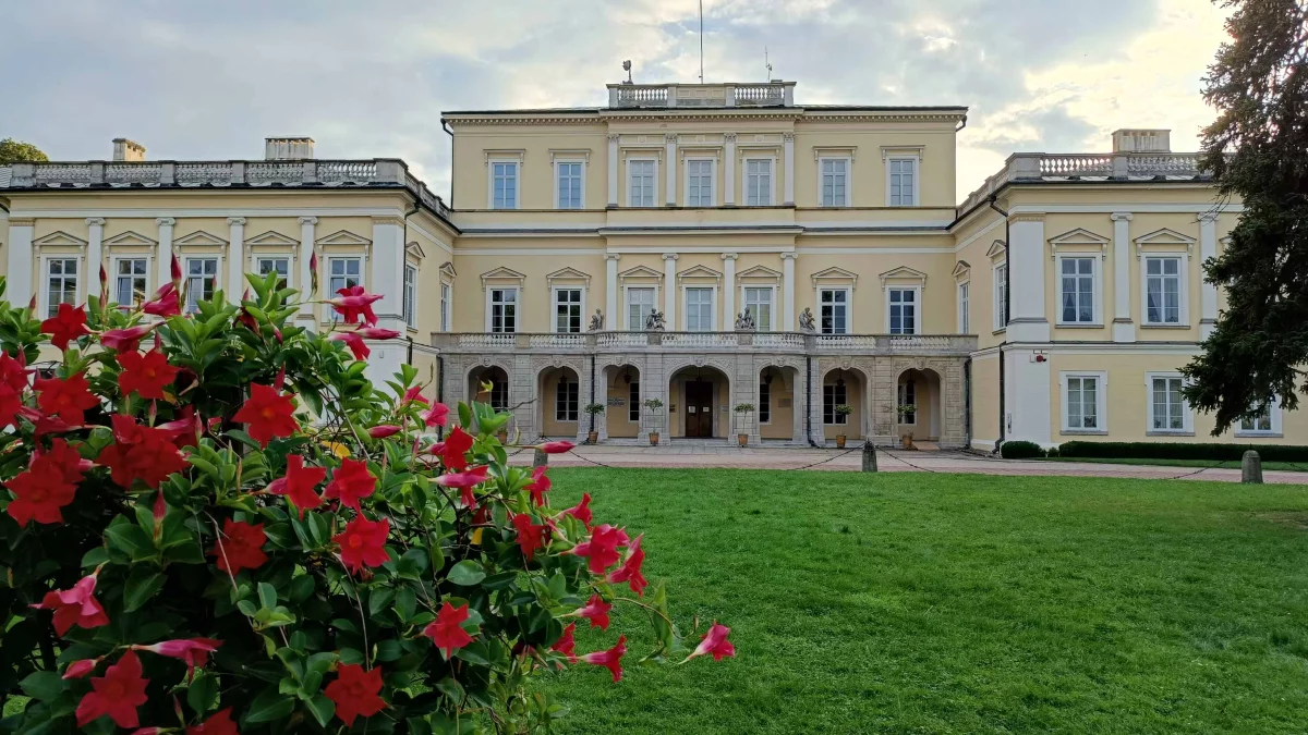 Puławy z nowym pomnikiem przyrody. Wyróżniono drzewo rosnące na dziedzińcu rezydencji Ks. Czartoryskich - Zdjęcie główne