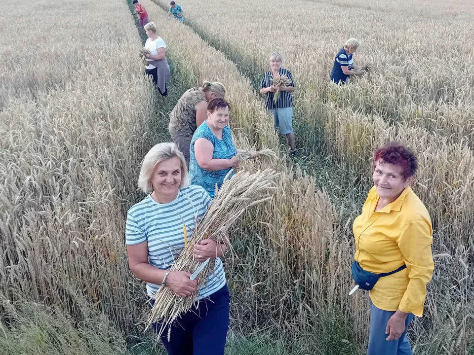 W Zagrodach przygotowania do plecenia dożynkowych wieńców idą pełną parą - Zdjęcie główne