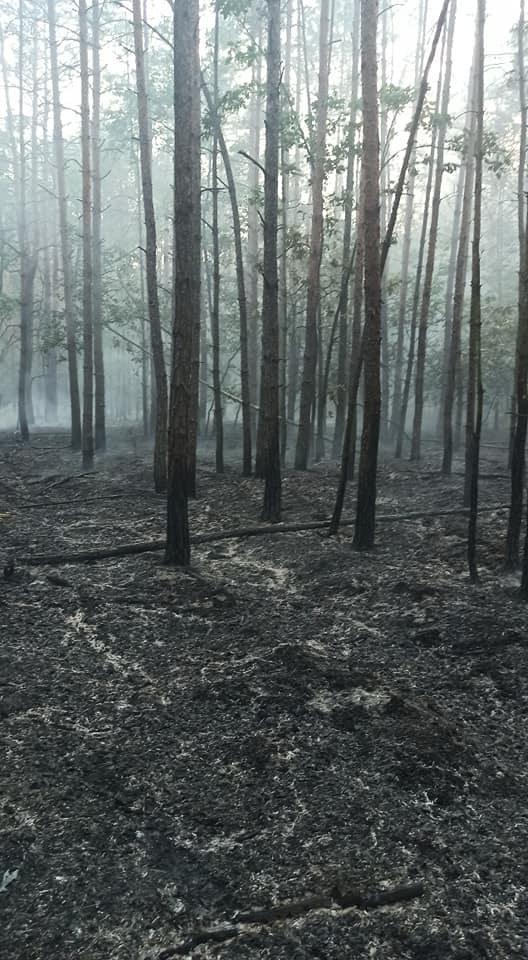 Ponad hektar lasu poszedł z dymem - Zdjęcie główne