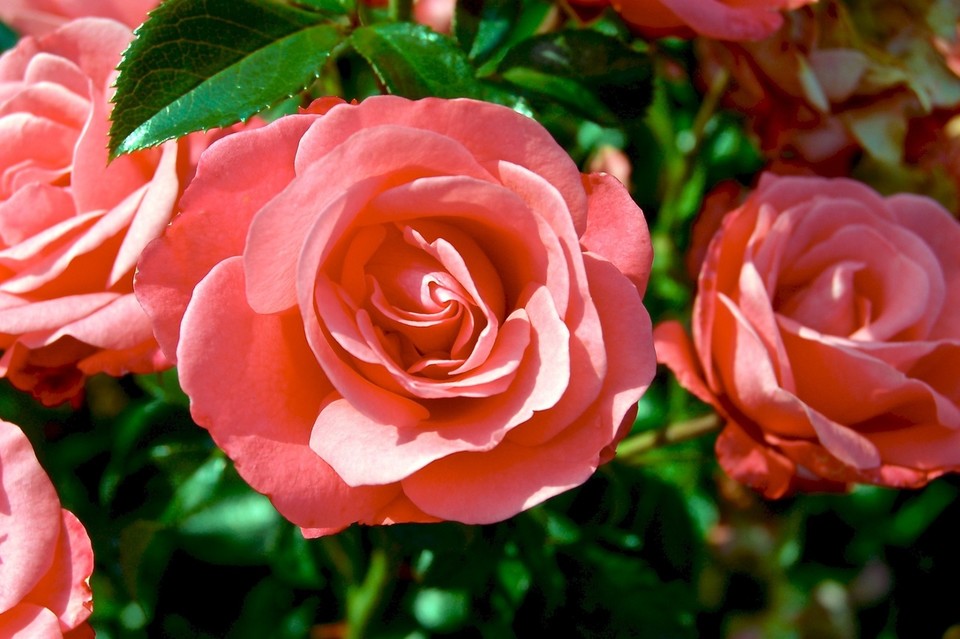 XX Święto Róż w Końskowoli - Zdjęcie główne