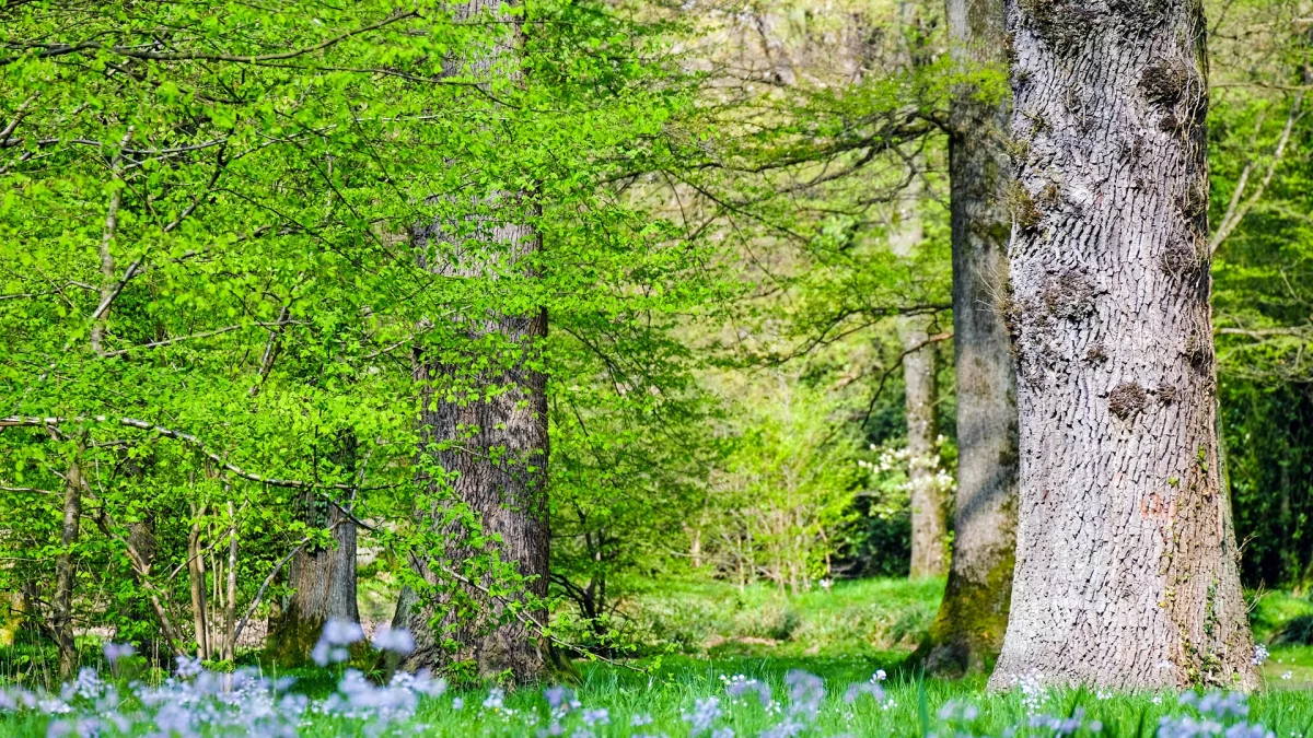 Władze powiatu przeznaczą pół miliona na walkę o klimatyczną neutralność - Zdjęcie główne