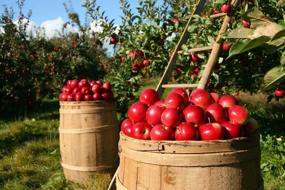 Powiat puławski: Podał się za przedstawiciela czeskiej firmy i wyłudził od sadownika 50 ton jabłek - Zdjęcie główne