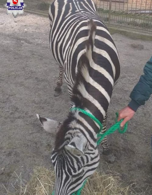 Halo, Policja? Po ulicy chodzi zebra... - Zdjęcie główne