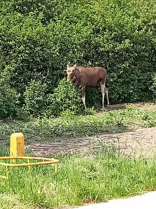 Uwaga na łosie. Ich populacja w powiecie wzrasta - Zdjęcie główne