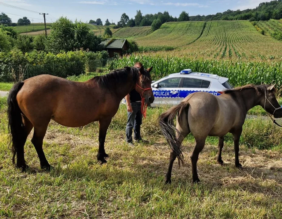 Gmina Nałęczów: Funkcjonariusze w pogoni za zbiegłymi ... końmi - Zdjęcie główne