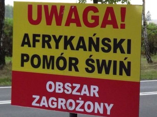 2 200 tuczników do wybicia - Zdjęcie główne