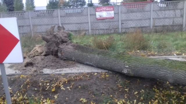 Silny wiatr przeszedł nad powiatem. Strażacy wyjeżdżali do interwencji - Zdjęcie główne