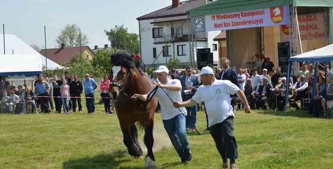 W niedzielę wystawa koni ras zimnokrwistych w Bedlnie - Zdjęcie główne