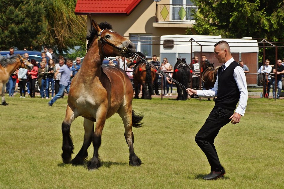 Czempionat w Bedlnie - Zdjęcie główne