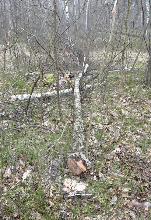 Powiat radzyński: Wypadek przy wycince drzewa. Interweniował śmigłowiec LPR - Zdjęcie główne