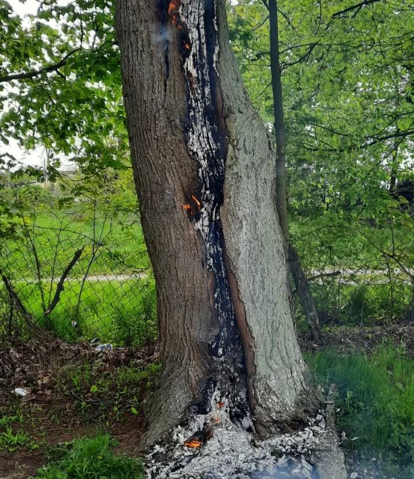 Niecodzienny pożar w Radzyniu Podlaskim - Zdjęcie główne